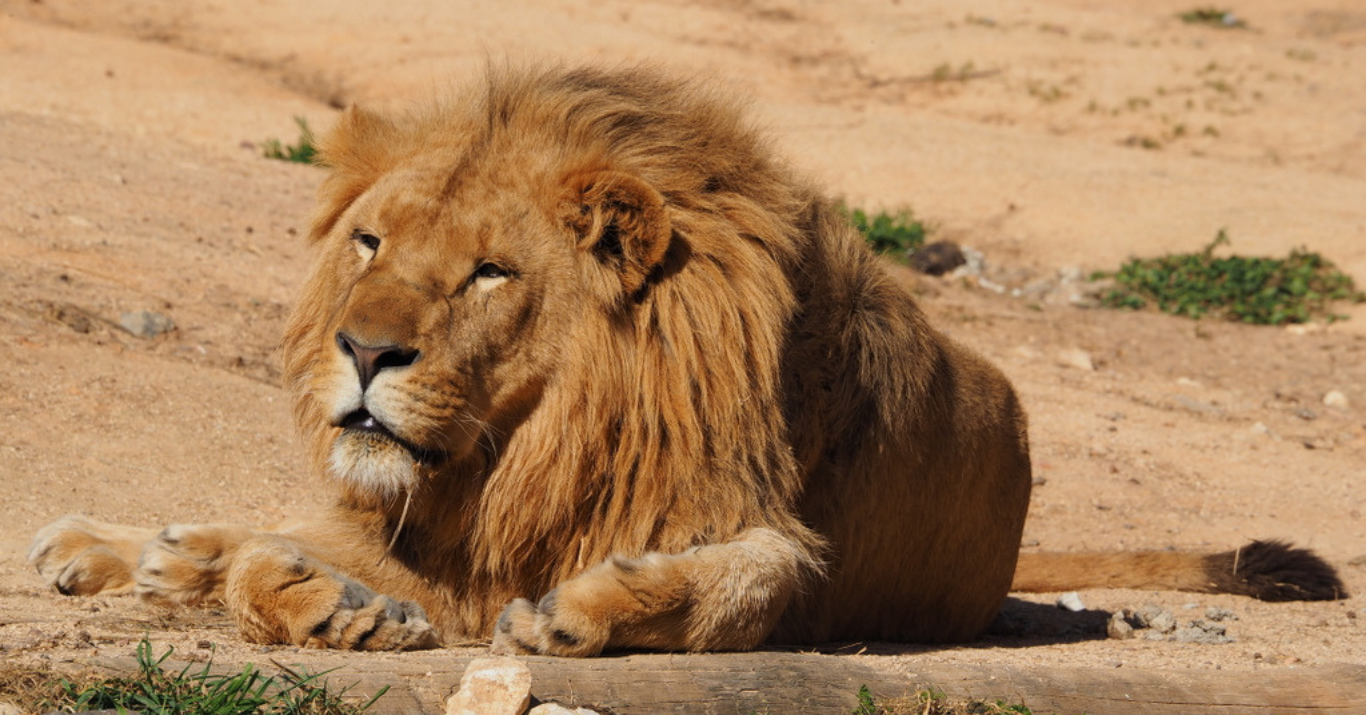 11 de Agosto celebre o Dia Mundial do Leão no Jardim Zoológico